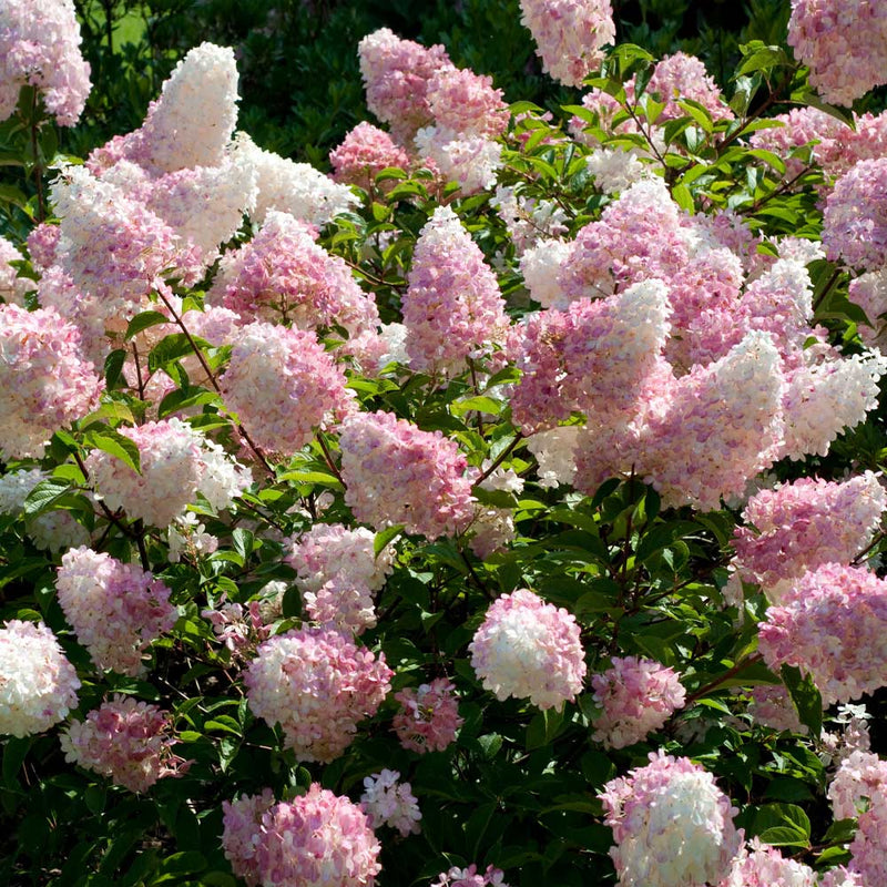 Semillas de hortensia Fresa de Vainilla para sembrar – flores para su jardín