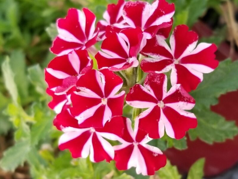 Semillas de verbena rosa para sembrar – de alta calidad – variedad tradicional y sin ingeniería genética, semillas para el jardín doméstico