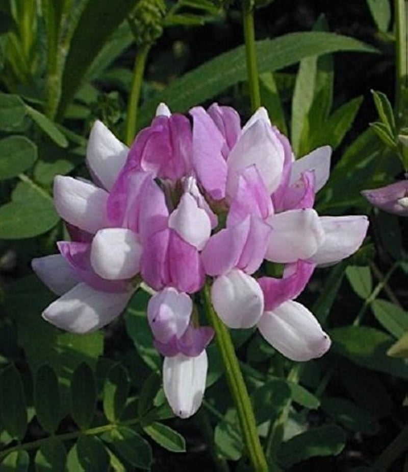 Vetch coronilla anpflanzung samen for wachsend blumen