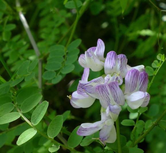 Semillas de flores de guisante de olor blanco: variedad tradicional y sin ingeniería genética, flores tolerantes a la sequía para jardines domésticos