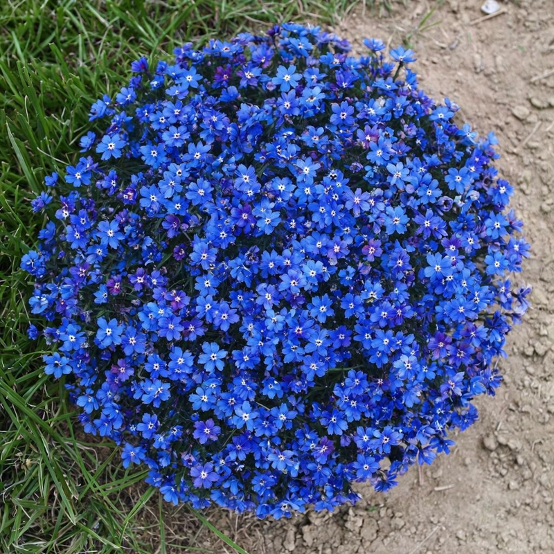 Aubrieta blau rock cress blume samen for anpflanzung - low maintenance, heirloom & gmo free samen for home garten
sale samen for home garten