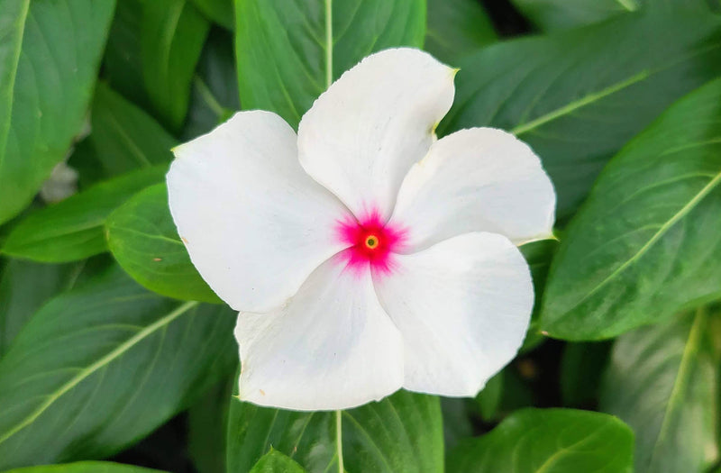Semillas de flores Cora Cascade blancas para siembra – de alta calidad – variedad tradicional y semillas sin ingeniería genética para el jardín de casa