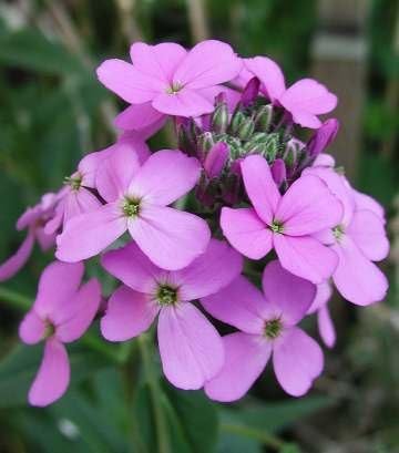 Violet dame’s rocket blume anpflanzung samen
