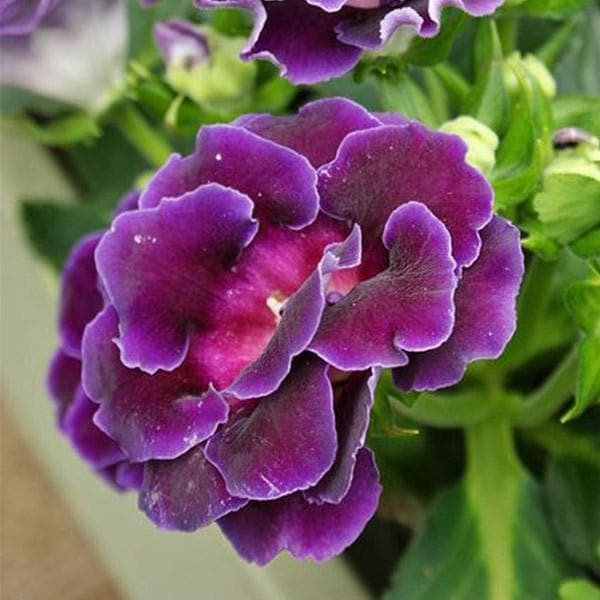Non gmo violet gloxinia samen