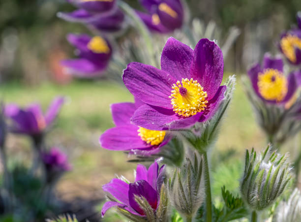 Violet pasque blume samen for anpflanzung