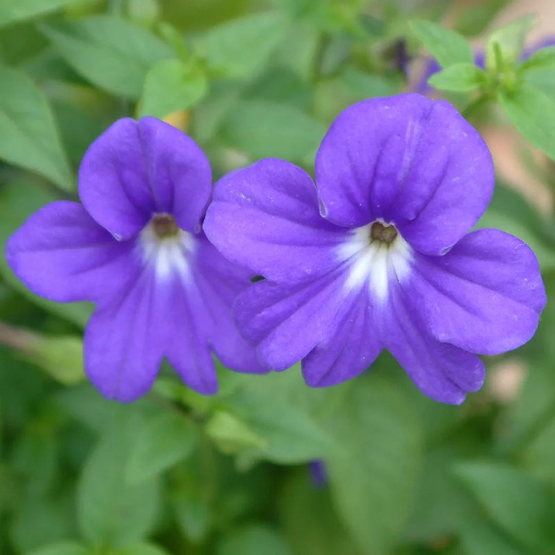 Violet browallia blume samen for anpflanzung