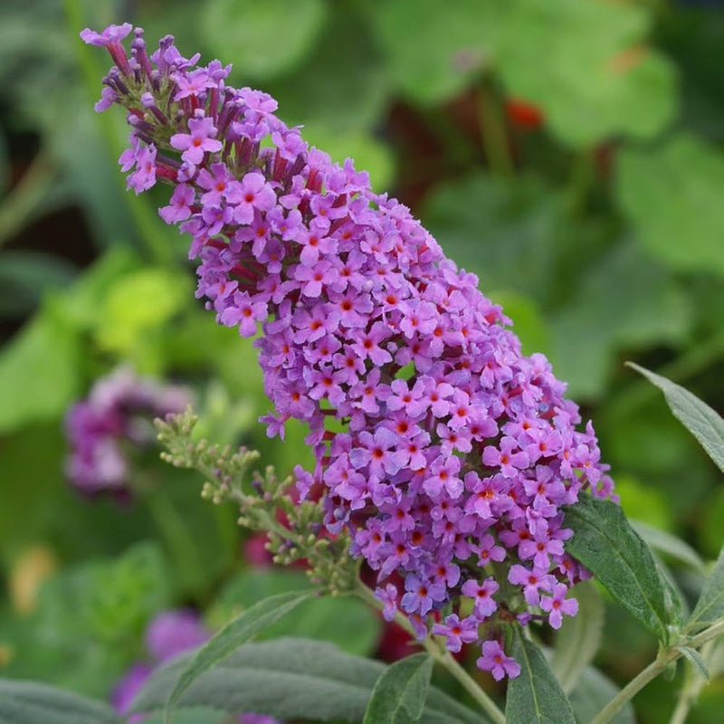 Violet buddleia davidii samen for anpflanzung