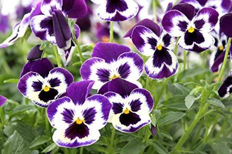 Violet pansy samen for anpflanzung