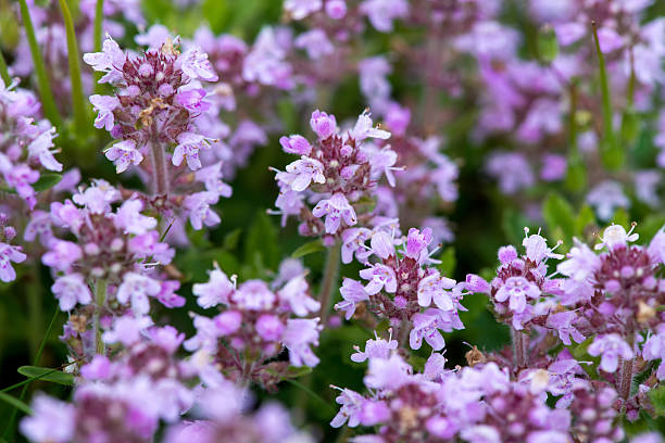 Violet serpyllum blume samen for anpflanzung