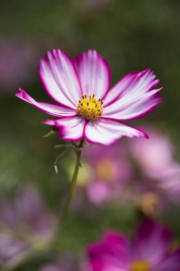 Variedad tradicional de Cosmos Peppermint Twist, semillas de flores para siembra, calidad superior, variedad tradicional y sin transgénicos, semillas para el jardín doméstico