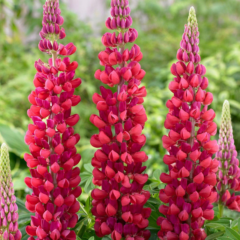 Semillas de lupino rojo para sembrar, flores luminosas, variedad tradicional y sin transgénicos, semillas para jardín doméstico