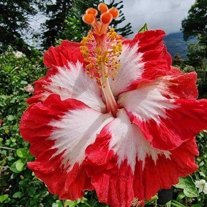 Blanco Rojo Hibisco semillas de flores – crecimiento compacto variedad tradicional y sin modificación genética semillas para jardín doméstico