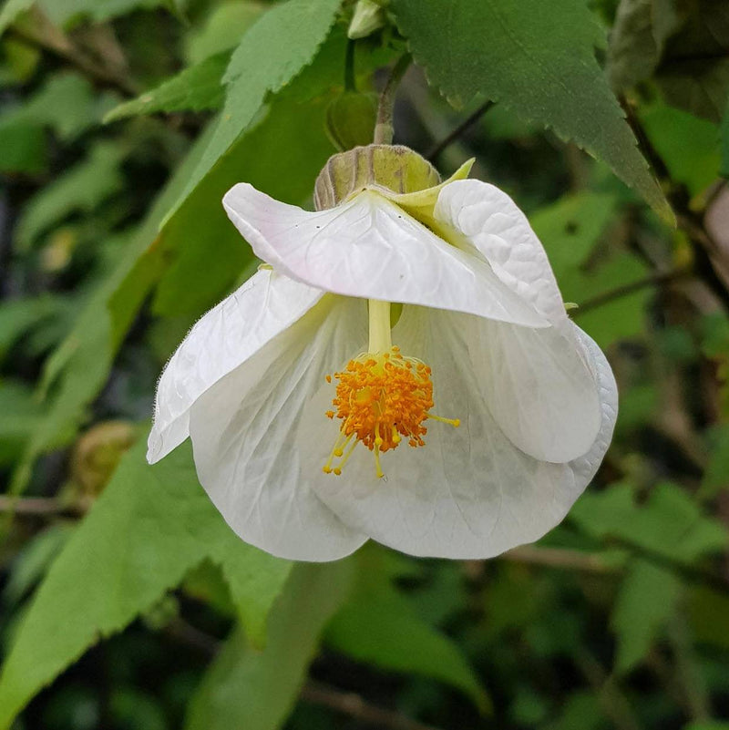 Weiß abutilon blume anpflanzung samen