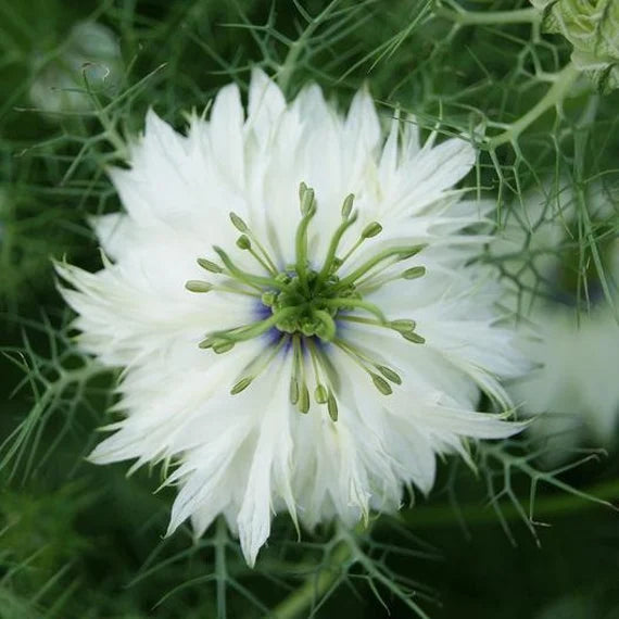 Weiß african nigella samen for anpflanzung