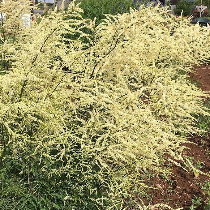 Weiß aruncus dioicus blume samen for anpflanzung