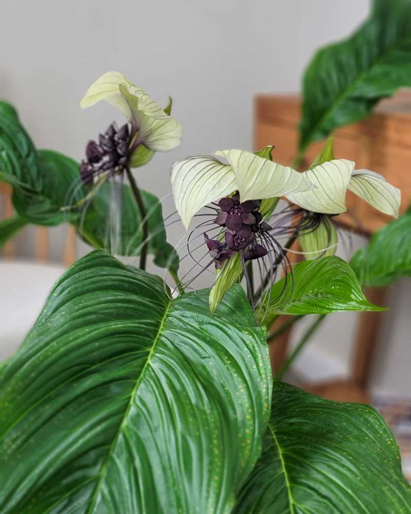 Semillas de planta Tacca nivea blanca para sembrar, flores únicas y exóticas, ideales para añadir elegancia al jardín