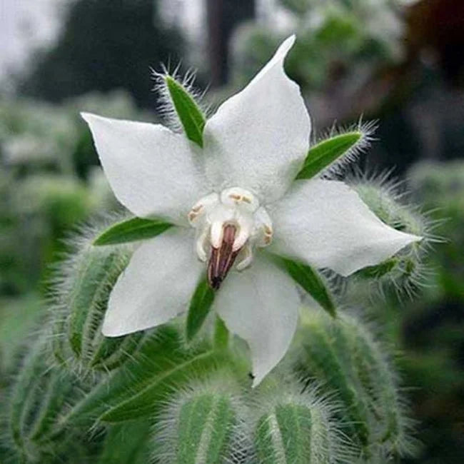 Non gmo weiß borage samen
