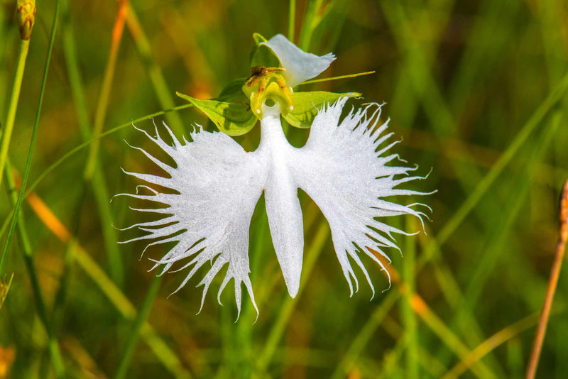 Weiß egret orchid samen for anpflanzung