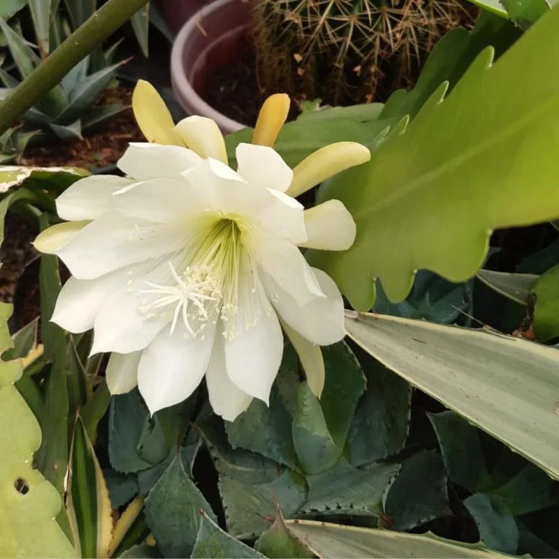 Weiß epiphyllum blume samen for anpflanzung