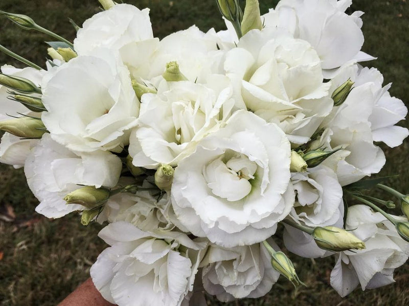 Non gmo weiß eustoma samen