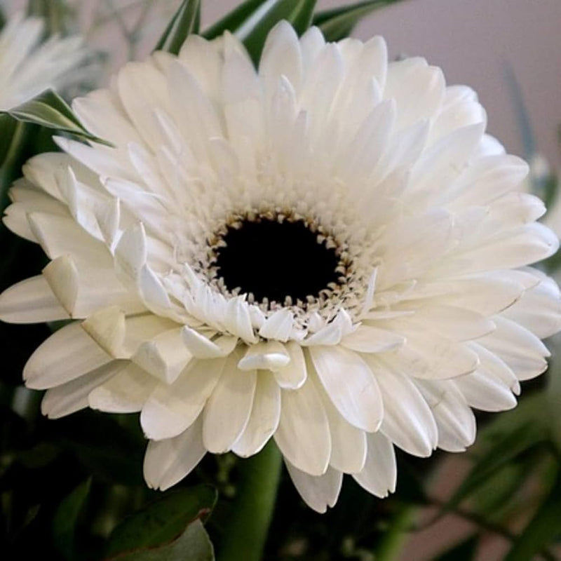 Weiß gerbera vanilla blume samen for anpflanzung