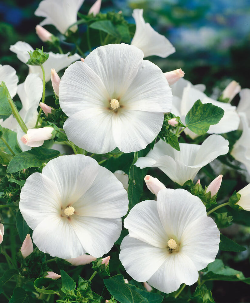Weiß lavatera blume samen for anpflanzung