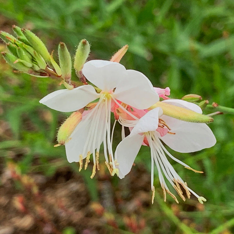 Weiß lindheimeri blume samen for flourishing blooms