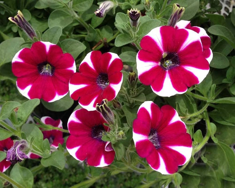 Weiß maroon petunia blume samen for anpflanzung