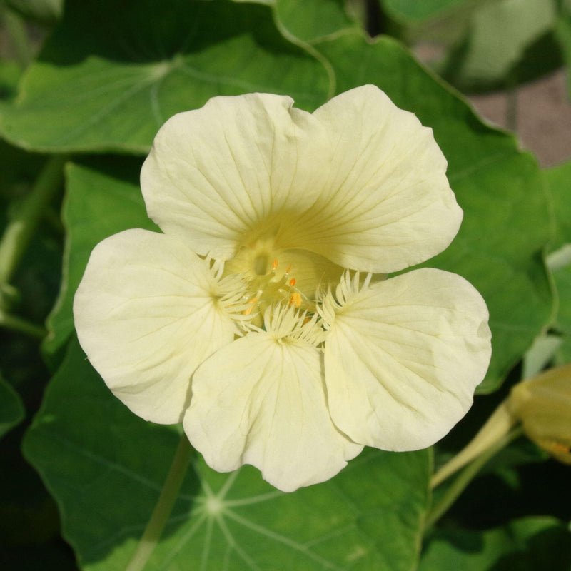 Weiß nasturtium blume samen for anpflanzung