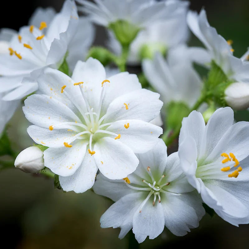 Weiß nevada lewisia samen for anpflanzung
