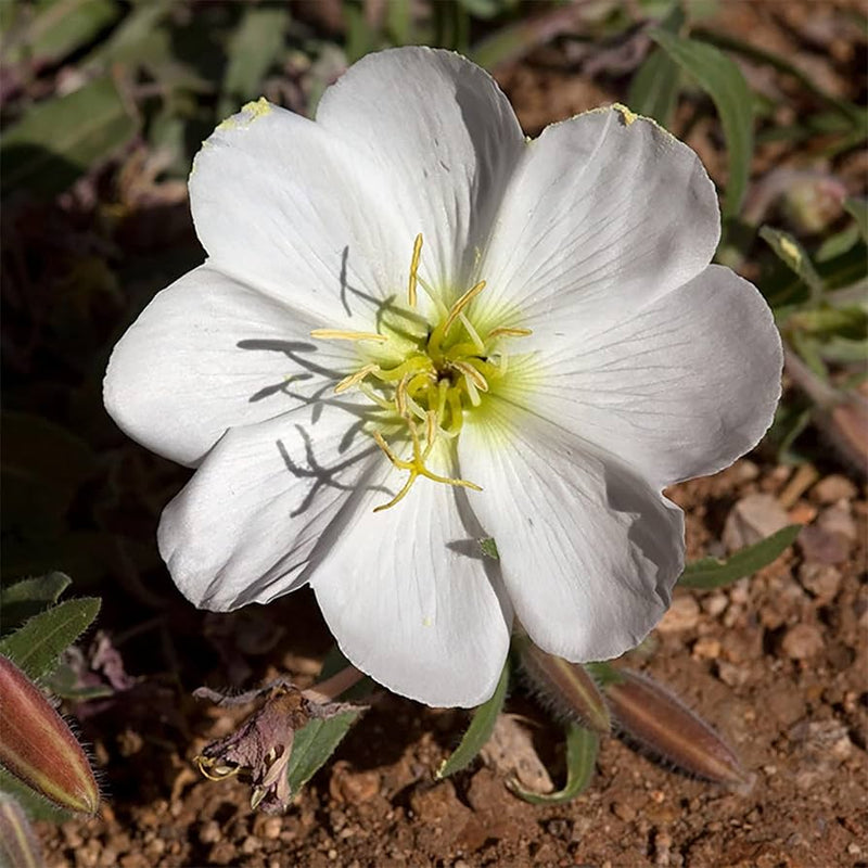 Weiß oenothera blume samen for anpflanzung