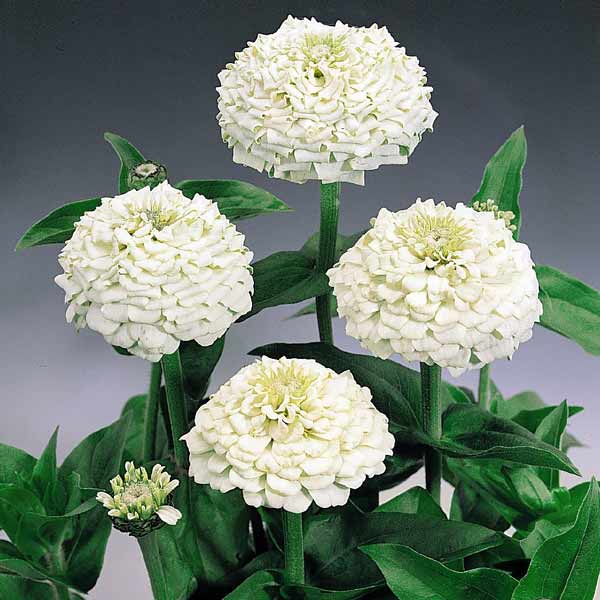 Weiß oklahoma blume samen for anpflanzung