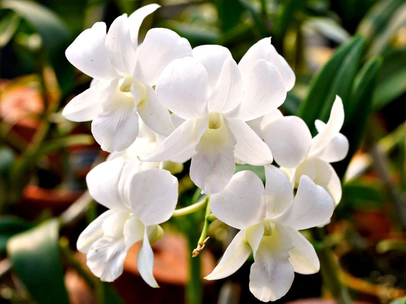 Weiß orchid blume samen for anpflanzung