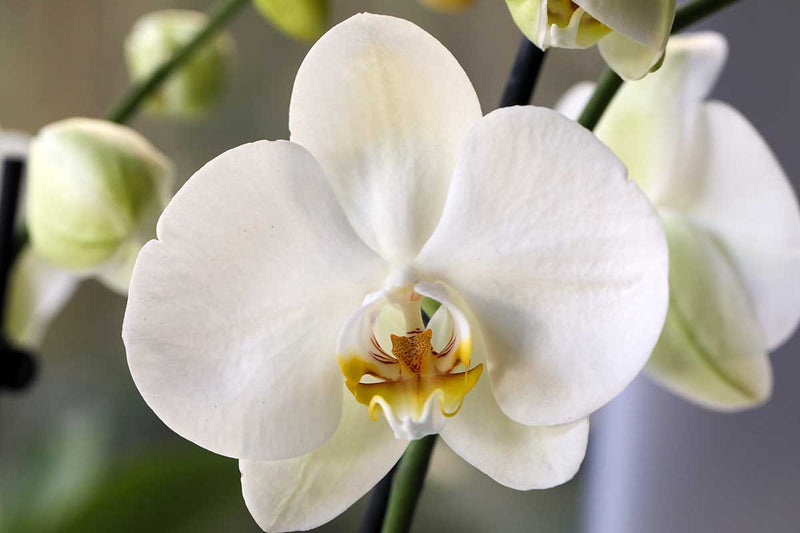 Weiß orchid anpflanzung samen