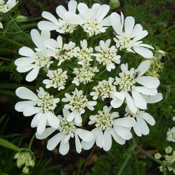 Weiß orlaya blume samen for anpflanzung