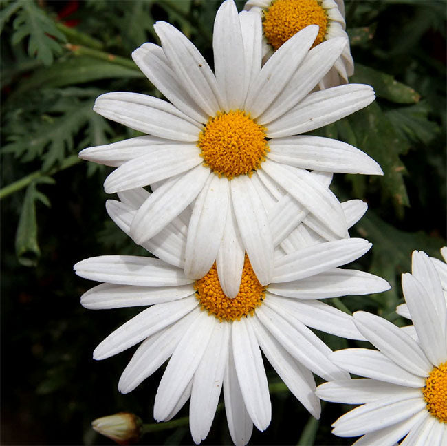 Weiß paludosum blume samen for anpflanzung