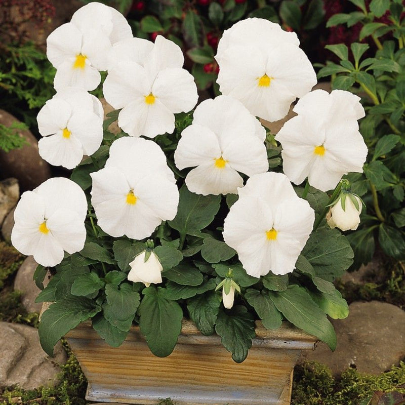 Weiß pansy blume samen for anpflanzung