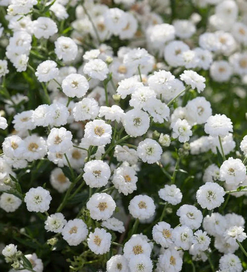Weiß pellitory blume samen for anpflanzung