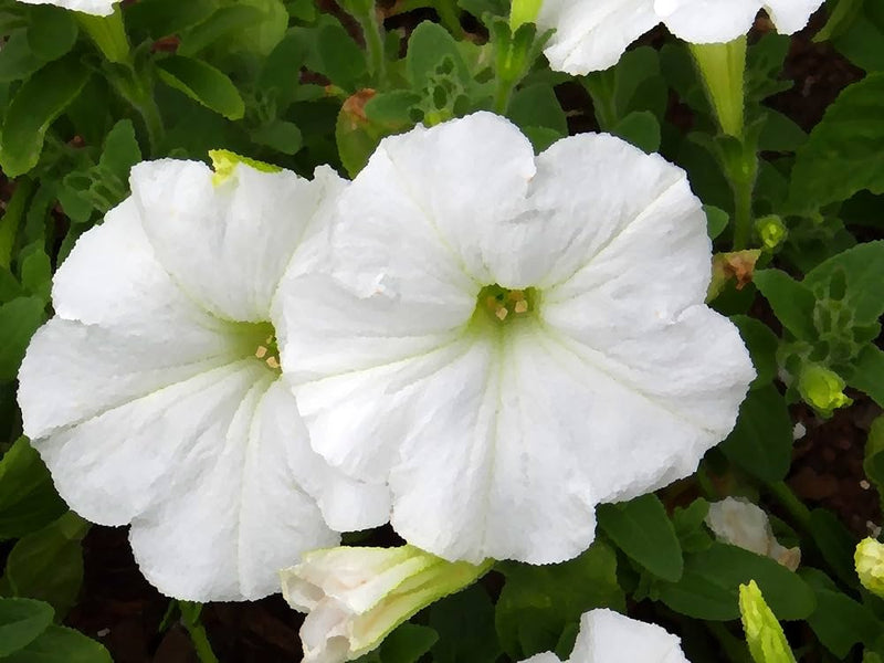Weiß petunia blume samen for anpflanzung