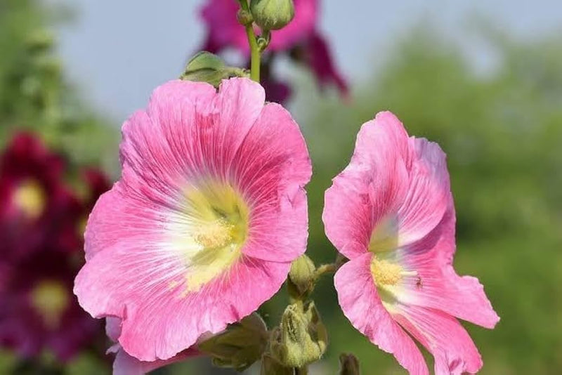 Weiß rosa hollyhock blume samen for anpflanzung
