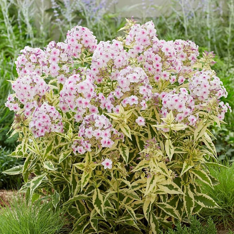 Weiß rosa nora leigh blume anpflanzung samen