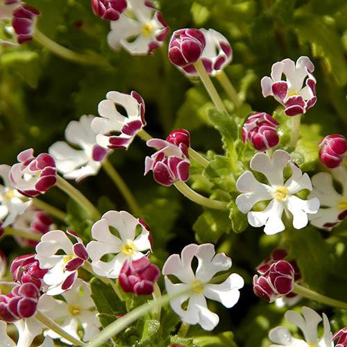 Weiß rosa zaluzianskya blume anpflanzung samen