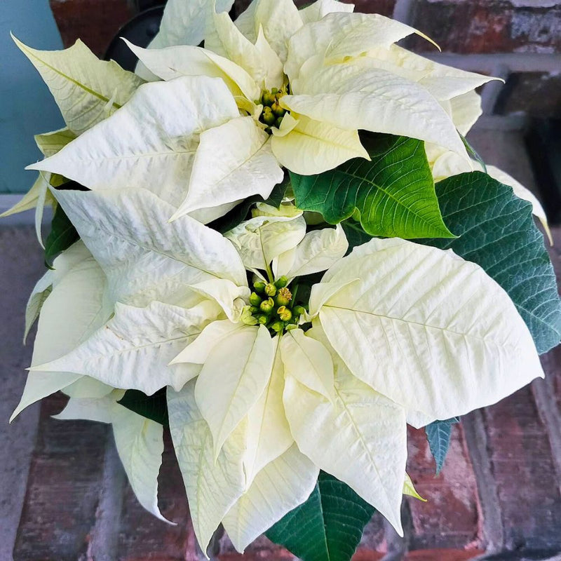 Semillas de flor de Pascua blanca para siembra – variedad resistente – variedad tradicional y semillas sin ingeniería genética de Jardín Doméstico