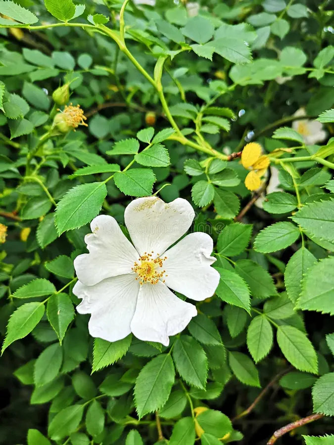 Weiß rosa canina blume samen for anpflanzung