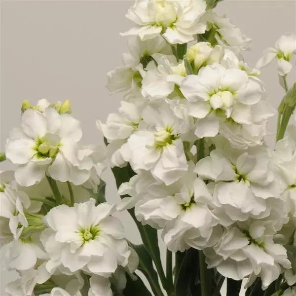 Weiß scented stock blume samen for anpflanzung