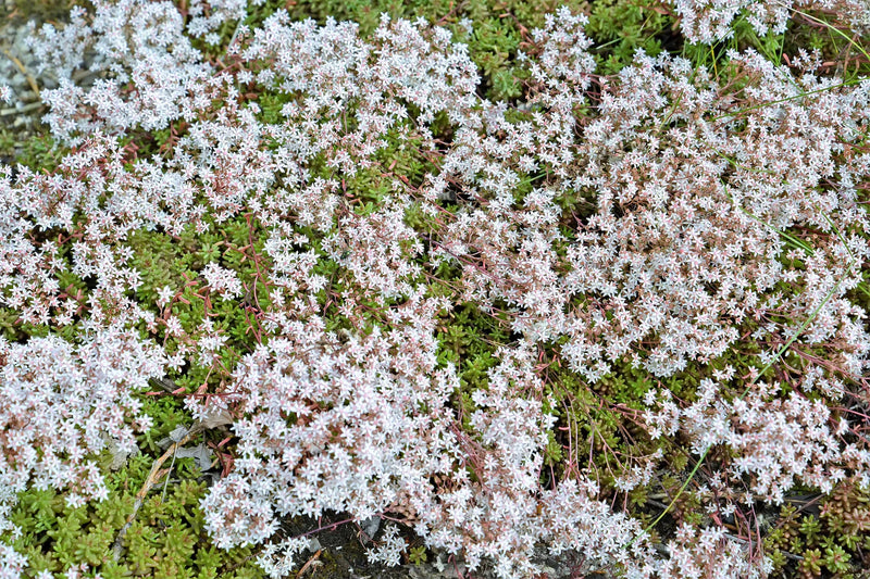 Weiß sedum acre pflanze samen for anpflanzung