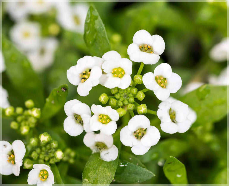 Non gmo weiß snow blume samen