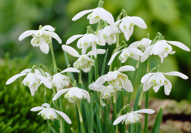 Weiß snowdrop blume samen for anpflanzung