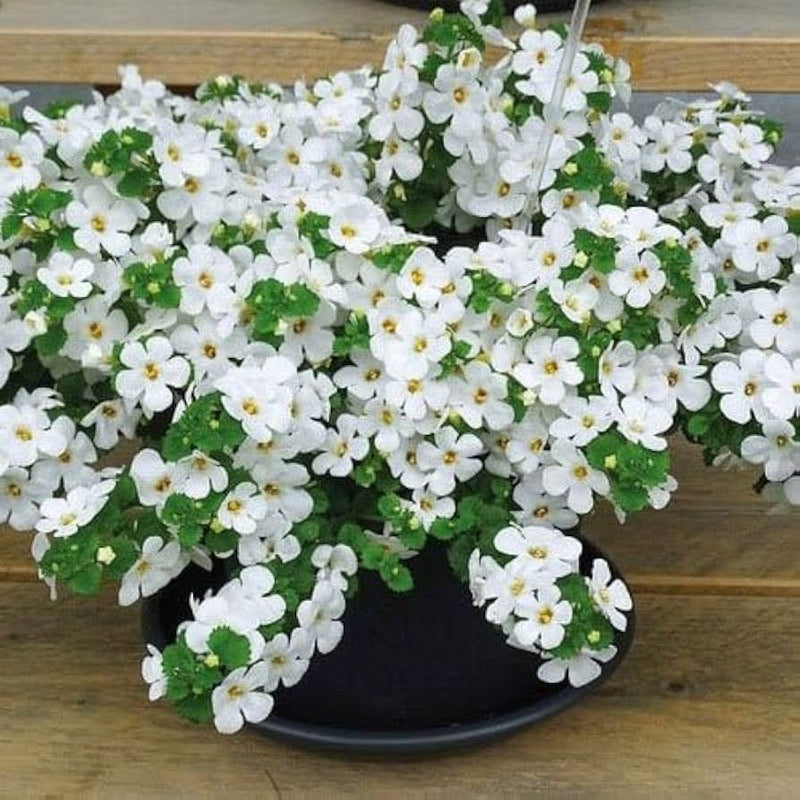 Weiß snowtopia blume anpflanzung samen