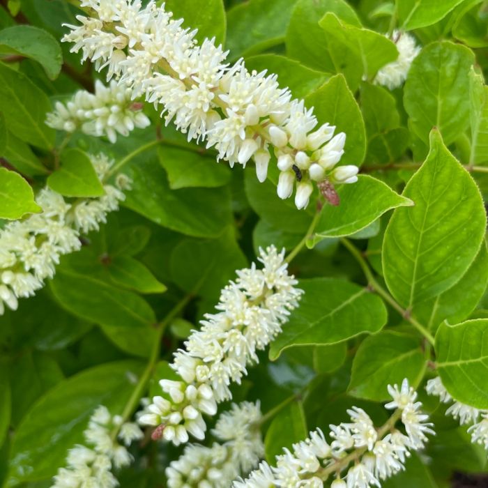 Weiß sweetspire blume samen for anpflanzung